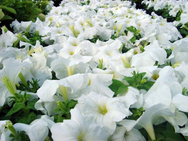 Petunia variedades Ramblin White (foto - Internet)