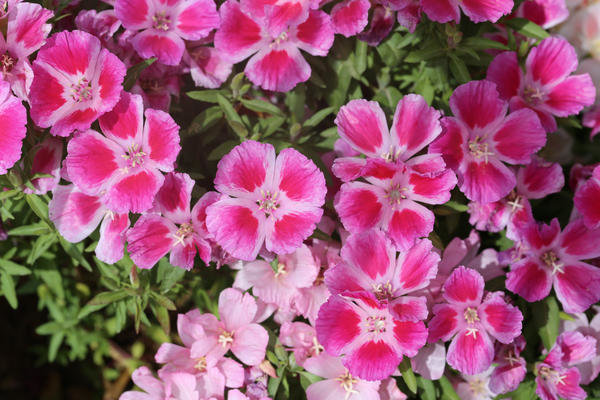 Brilhantes flores rosa godetsii