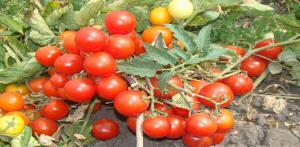 Os melhores variedades de tomates subdimensionada para o cultivo em campo aberto.