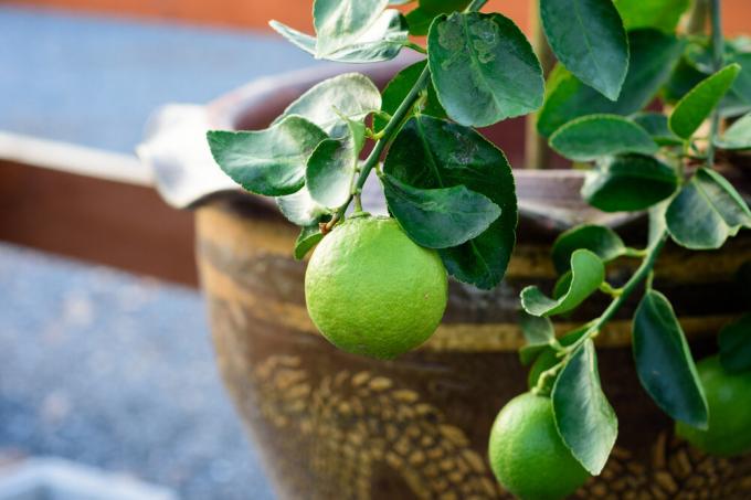 Lime é adequado para o cultivo em casa é ainda melhor do que o limão. Foto: garden.eco