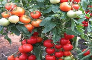 Fertilizante para o tomate, o que aumenta até 10 vezes, a formação de ovários.
