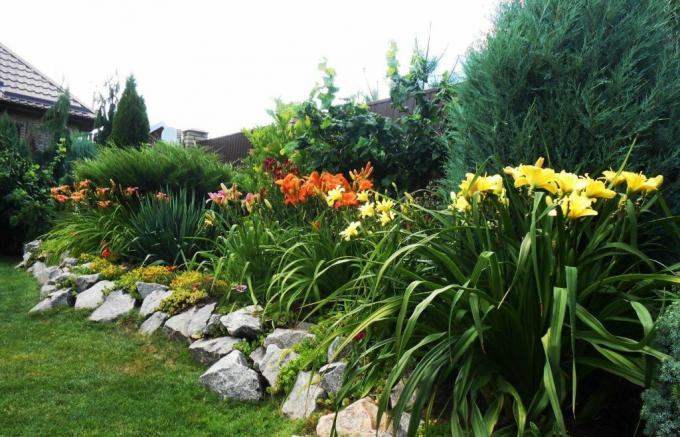canteiro de flores bonita ao longo da cerca: daylilies em harmonia com vizinhos maiores