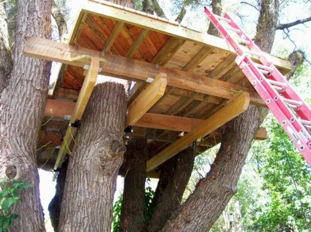 A construção da casa da árvore começa com uma montagem de suporte