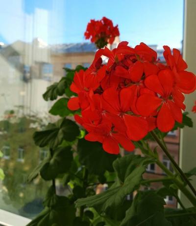 Blooming gerânios vermelhos
