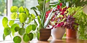 7 erros que você faz em cuidar de suas plantas, sem o saber