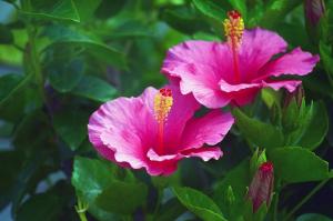 Hibiscus syriacus: como crescer e cuidados