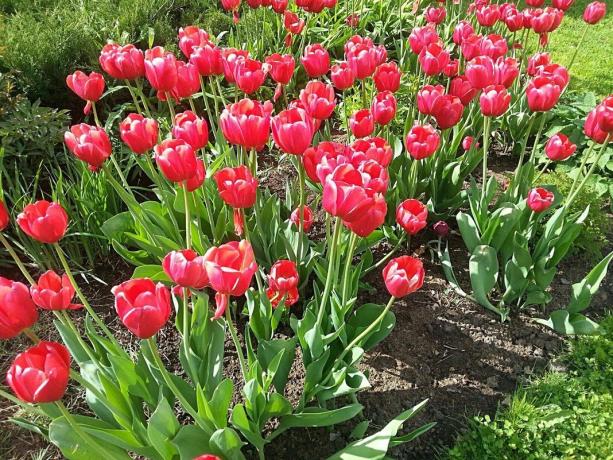 Canteiro de flores com tulipas à luz do sol maio