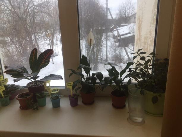 Vasos de plantas no peitoril da janela do meu quarto. Três deles em breve dizer adeus!
