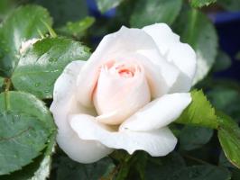 5 coisas arruinar uma rosa no jardim
