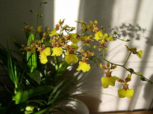 Amarelo Oncidium, que eu gostei. Foto: zakupator.com