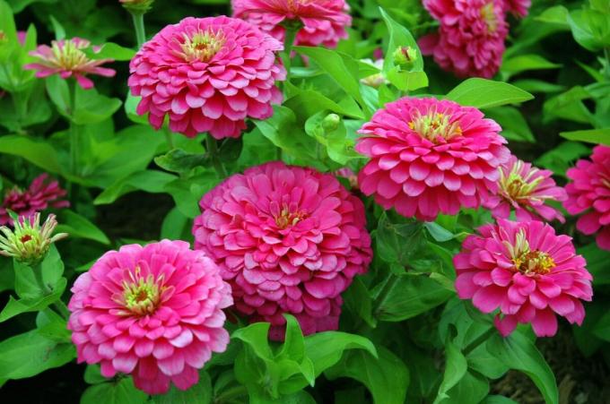Variedade com flores exuberantes. Ver: http://isadovod.ru