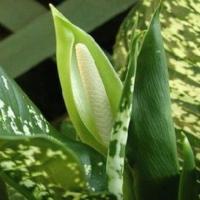 Dieffenbachia flores em casa