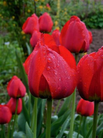 Tenho uma crescente apenas uma espécie de tulipas. E eu não sei o seu nome é. Este ano, de repente queria algo planta nova. Assim nasceu a ideia de escrever uma nota sobre lâmpadas de plantio de primavera. By the way, eu gosto apenas tulipas forma clássica, e se vestir e outra fantasia não causam simpatia.