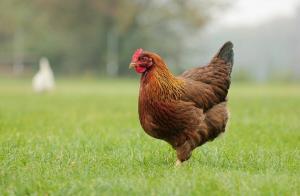 Fertilizantes de frango ou excrementos de pássaros. Como cozinhar corretamente?