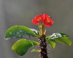 Euphorbia (spurge) - dicas sobre cuidados