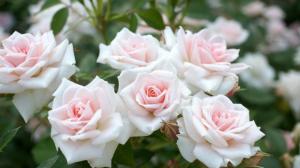 Secrets alimentação rosa em julho para o jardim fragrância