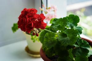 Pelargonium: os segredos do crescimento saudável