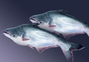 Pangasius dos peixes: os bons e os comentários