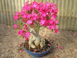 Conheça Adenium: home "Desert Rose"