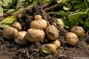 Restaurar o solo após a colheita de batatas