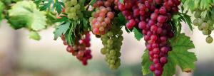Uma maneira rápida de criação de uva