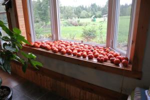 Pour-ka 4 maneiras corretas para acelerar Tomates de amadurecimento no peitoril da janela