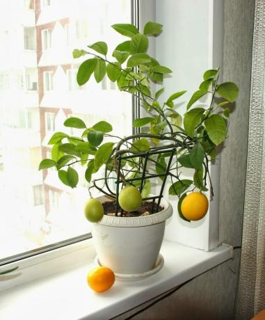 Lemon podem ser cultivadas a partir de sementes. Ver: http://landshaftportal.ru/wp-content/uploads/2017/08/Limon-65.jpg