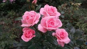 Rosas no jardim para o "Dummies": 5 regras para aqueles que decidem plantar uma flor
