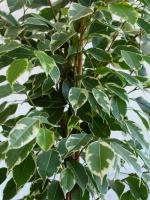 Por que Ficus benjamina folhas caem? dicas simples sobre como preservar a coroa rica