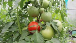 Cuidar de tomates em agosto, com conhecimento do assunto. Frutificação ao máximo