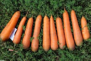 Corretamente coletar e armazenar cenoura delicioso: finura