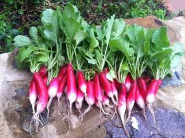 Que pode ser plantada no jardim em agosto