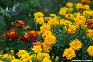 Malmequeres, flor incrivelmente útil: que irá salvar a sua saúde