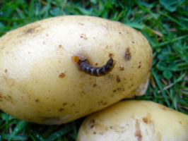 Como proteger as batatas de wireworm: e por que é que ninguém adivinhou