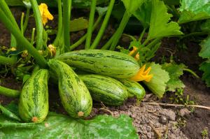 Agosto - zucchini alimentação tempo no jardim para um grande e saboroso colheita