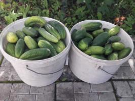 Pepinos - baldes: como aumentar a colheita
