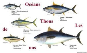 Tuna: propriedades úteis, como cozinhar, você pode comer em uma dieta