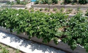 O único método de cultivo de batatas - uma palha
