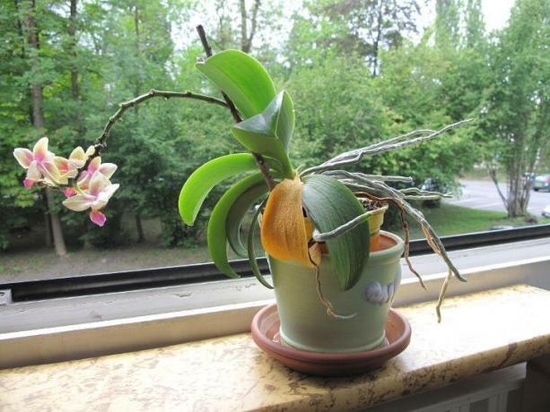 A imagem que assusta muitos proprietários de orquídeas