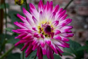 Cactus Dahlia - boas-vindas em qualquer jardim. Características de cultivo e cuidados