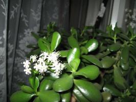 Floração Crassula. Criar condições certo ideal