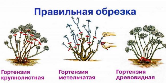 Esquema de culturas outono diferentes espécies de hortênsia ( http://fruittree.ru/wp-content/uploads/2017/07/Obrezka.jpg)