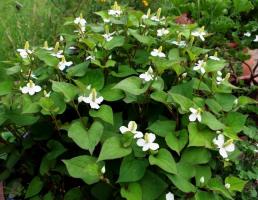 Hauttyuyniya ou Tsvetik-semitsvetik: Flores de jardim