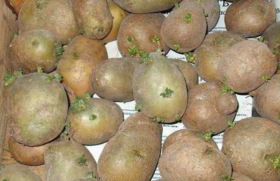 Batatas após greening dificilmente vulneráveis ​​a saltar e rapidamente deixar furo