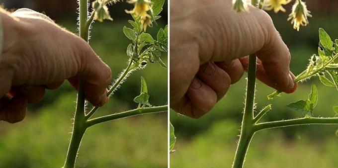 Aprender a pitada de tomate | Fonte econet.ru foto