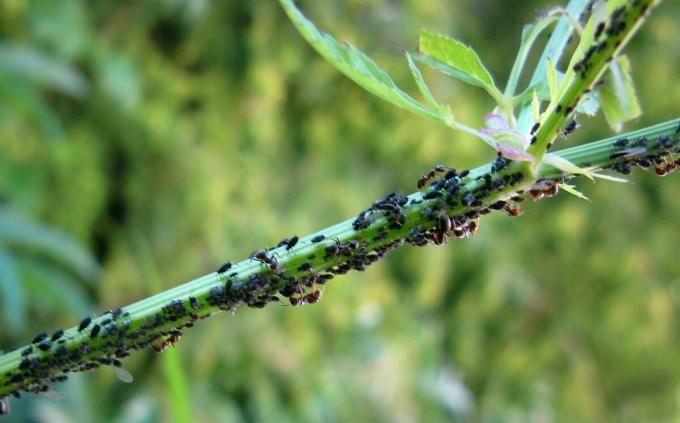 Uma manada de pulgões muito dano a suas plantas | ZikZak