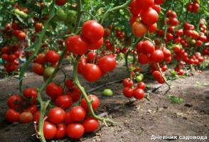 Quando e como remover as folhas de tomate
