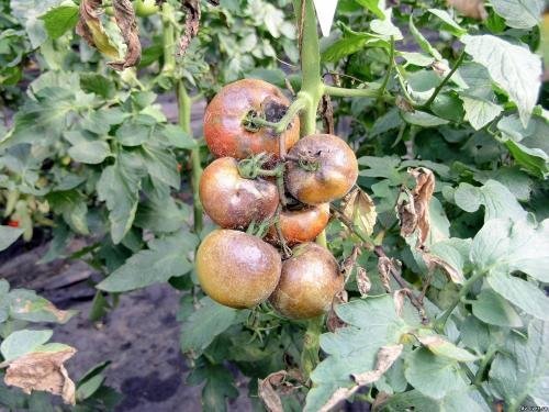 arbusto de tomate danificado por Phytophthora