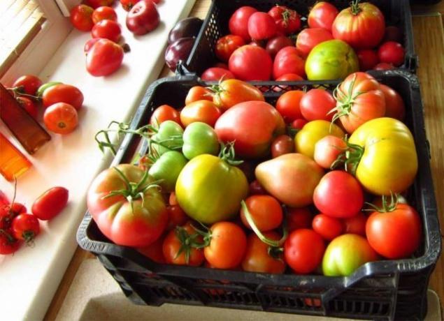 Tomates amadurecem (fermilon.ru)