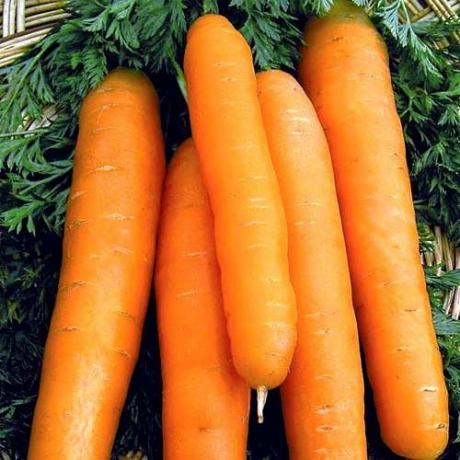 variedades de cenouras, "Nantes 4" (abekker.ru)